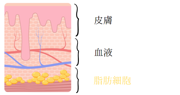 脂肪細胞は体内の他組織よりも低温に弱い